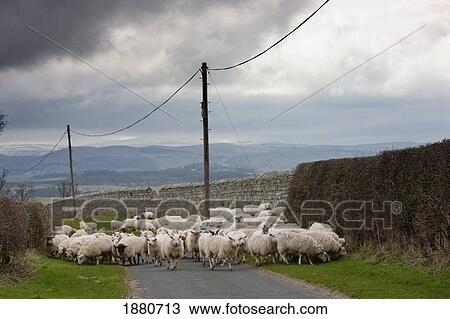 Stock Image - Sheep Walking And Grazing Along The Road; Northumberland, England. Fotosearch