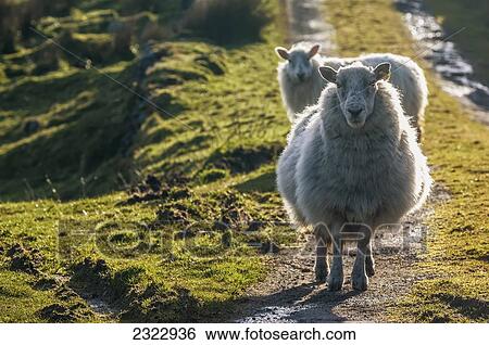 Sheep walking on path; Ballinskelligs, County Kerry, Ireland, UK View Large Photo Image Stock Photograph - Sheep walking on path; Ballinskelligs, County Kerry, Ireland, UK. Fotosearch