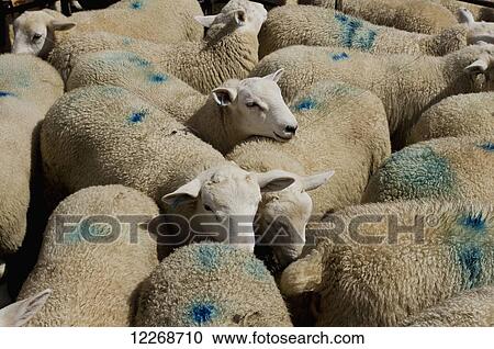 Stock Image - Sheep with blue markings on the wool at the market; Builth Wells, Powys, Wales. Fotosearch