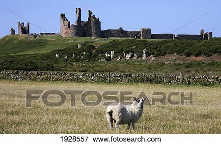 Sheep With Dunstanburgh Castle In Background; Northumberland, England View Large Photo Image Stock Photo - Sheep With Dunstanburgh Castle In Background; Northumberland, England. Fotosearch