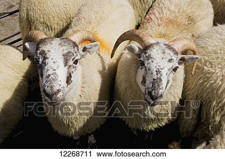 Sheep with markings on the wool at the market; Builth Wells, Powys, Wales View Large Photo Image Stock Image - Sheep with markings on the wool at the market; Builth Wells, Powys, Wales. Fotosearch
