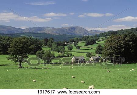 Stock Photo - Sheepand Houses In Landscape. Fotosearch