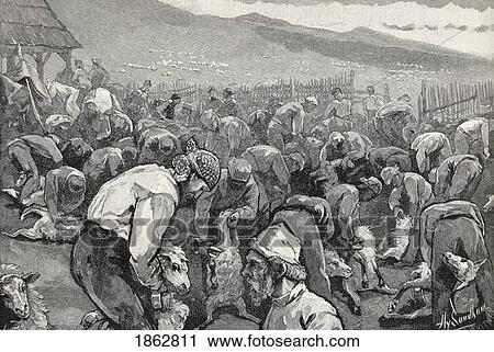 Stock Image - Sheepshearing In Southern California United States Of America From The Book The Century Illustrated Monthly Magazine May To October 1883. Fotosearch