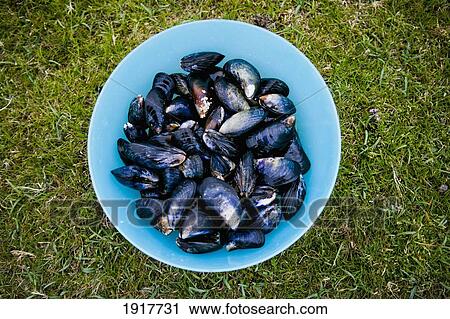 Shellfish In Bowl On Lawn View Large Photo Image Stock Image - Shellfish In Bowl On Lawn. Fotosearch