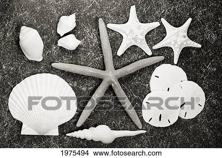 Picture - Shells And Starfish Scatterd On Textured Surface (Sepia Photograph).. Fotosearch