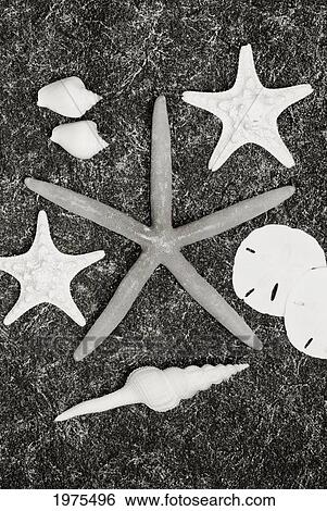 Stock Photograph - Shells And Starfish Scatterd On Textured Surface (Sepia Photograph).. Fotosearch