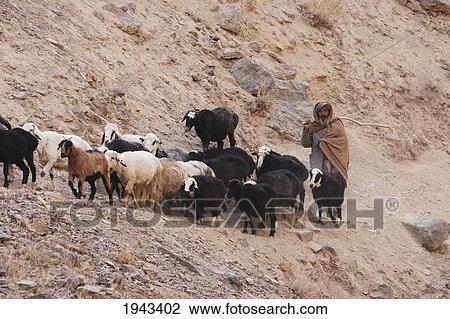Shepherd And His Flock Of Sheep On A Path By The Pai Mori Gorge, Bamian Province, Afghanistan View Large Photo Image Stock Image - Shepherd And His Flock Of Sheep On A Path By The Pai Mori Gorge, Bamian Province, Afghanistan. Fotosearch