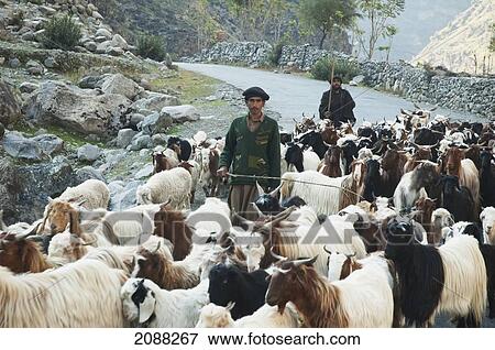 Shepherd And His Goats On The Karakoram Highway Near Chilas, Northern Areas, Pakistan View Large Photo Image Stock Photo - Shepherd And His Goats On The Karakoram Highway Near Chilas, Northern Areas, Pakistan. Fotosearch