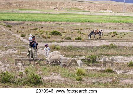 Stock Photograph - Shepherd And Sheep Near Calamarca, La Paz Department, Bolivia. Fotosearch