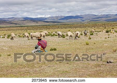 Shepherd And Sheep Near Calamarca, La Paz Department, Bolivia View Large Photo Image Stock Photography - Shepherd And Sheep Near Calamarca, La Paz Department, Bolivia. Fotosearch