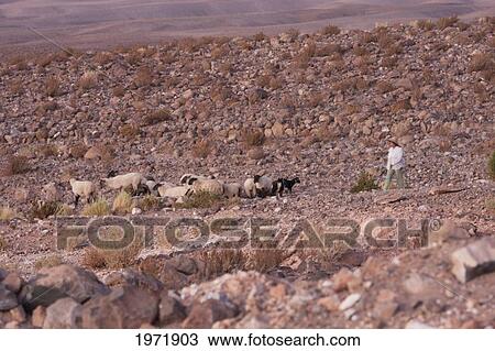 Stock Image - Shepherd, Socaire, Antofagasta Region, Chile. Fotosearch