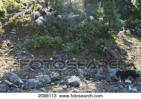 Stock Image - Shepherd With His Sheep And Goats By The Chikar To Saran Road, Azad Kashmir, Pakistan. Fotosearch