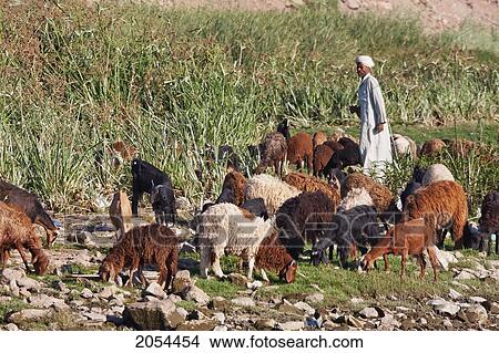 Picture - Shepherd With Sheep And Goats By The Shores Of The Nile River, Aswan, Egypt. Fotosearch