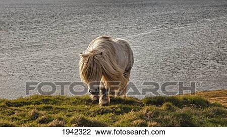 Stock Image - Shetland Pony At Shore; Shetland Scotland. Fotosearch