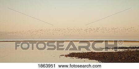 Stock Image - Shore, Alnmouth, Northumberland, England. Fotosearch