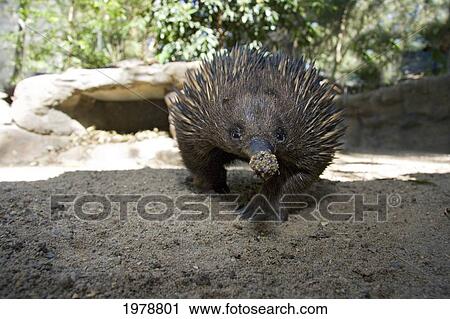 Short-Beaked Echidna (Tachyglossus Aculeatus); Australia View Large Photo Image Stock Image - Short-Beaked Echidna (Tachyglossus Aculeatus); Australia. Fotosearch