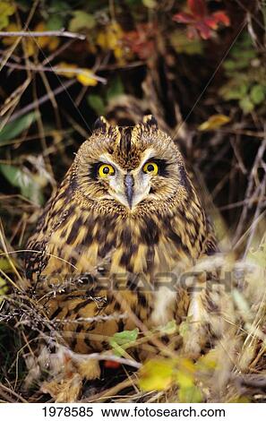 Stock Photography - Short-Eared Owl, Asio Flammeus, Front Range, Colorado. Fotosearch