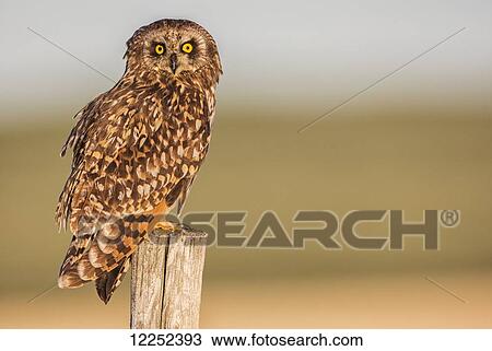 Stock Image - Short earred owl (Asio flammeus) sitting on a fence post; Saskatchewan, Canada. Fotosearch