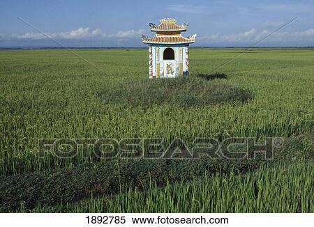 Shrine In Rice Paddy Field View Large Photo Image Stock Photography - Shrine In Rice Paddy Field. Fotosearch
