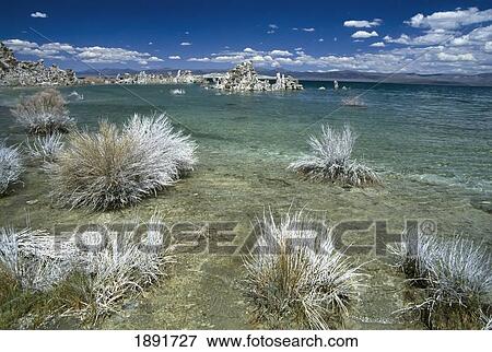 Stock Photo - Shrubs Growing At Mono Lake. Fotosearch