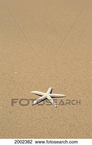 Side View Close-Up Of Single White Starfish On Sandy Beach View Large Photo Image Stock Image - Side View Close-Up Of Single White Starfish On Sandy Beach. Fotosearch