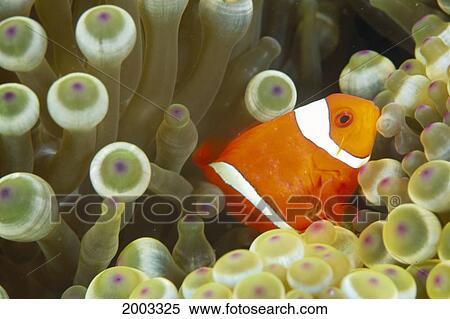 Side View Of A Spinecheek Clownfish, White Striped (Premnas Biaculeatus) View Large Photo Image Stock Photography - Side View Of A Spinecheek Clownfish, White Striped (Premnas Biaculeatus). Fotosearch