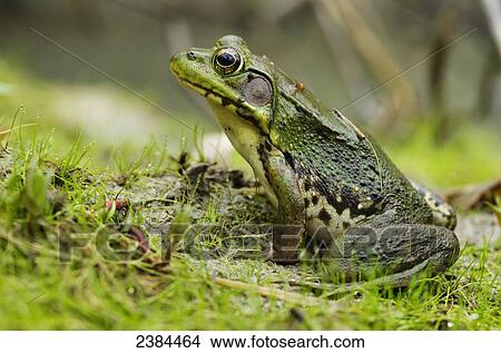 Side view of alert green frog; Vaudreuil, Quebec, Canada View Large Photo Image Picture - Side view of alert green frog; Vaudreuil, Quebec, Canada. Fotosearch