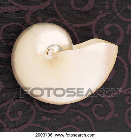 Side View Shiny Iridescent Nautilus Shell Against Printed Black Material View Large Photo Image Stock Photograph - Side View Shiny Iridescent Nautilus Shell Against Printed Black Material. Fotosearch