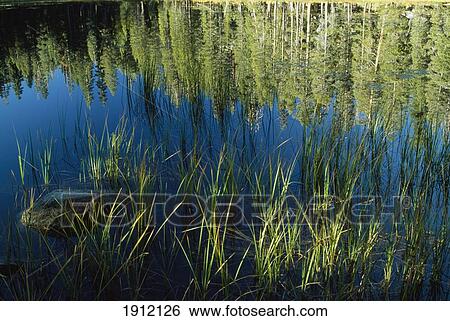 Siesta Lake, Yosemite, California. Usa. View Large Photo Image Stock Photograph - Siesta Lake, Yosemite, California. Usa.. Fotosearch