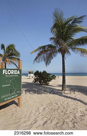 Sign And Palm Trees On Beach; Fort Lauderdale Florida Usa View Large Photo Image Stock Photo - Sign And Palm Trees On Beach; Fort Lauderdale Florida Usa. Fotosearch