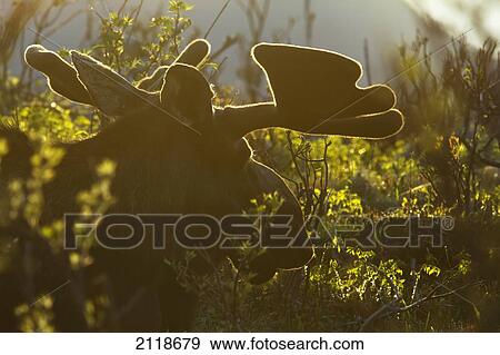 Silhouette De Orignaux Taureau à Coucher Soleil Dans Gaspesie National Park Québec Canada Banque De Photo