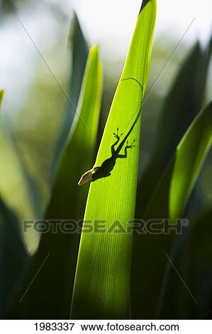 Stock Photo - Silhouette gecko on leaf. Fotosearch