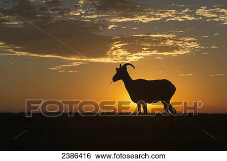 Silhouette of a Bighorn Sheep (Ovis canadensis), Badlands National Park; South Dakota, United States of America View Large Photo Image Stock Photograph - Silhouette of a Bighorn Sheep (Ovis canadensis), Badlands National Park; South Dakota, United States of America. Fotosearch