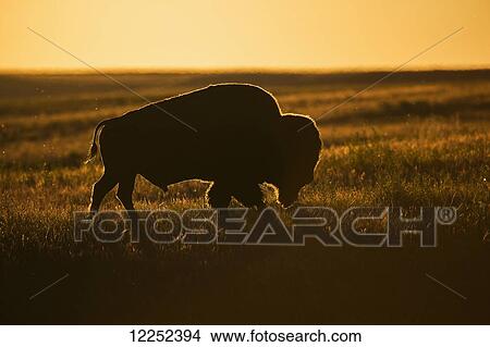 Picture - Silhouette of a bison at sunset, Grasslands National Park; Saskatchewan, Canada. Fotosearch