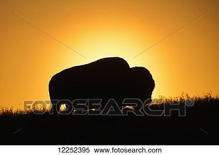 Silhouette of a bison at sunset, Grasslands National Park; Saskatchewan, Canada View Large Photo Image Stock Photography - Silhouette of a bison at sunset, Grasslands National Park; Saskatchewan, Canada. Fotosearch