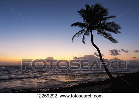 Stock Image - Silhouette of a coconut tree along the shoreline with colourful glow on the horizon in a deep blue sky before sunrise; Akumal, Quintana Roo, Mexico. Fotosearch