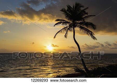 Stock Image - Silhouette of a coconut tree along the shoreline with an orange glowing sun and clouds at sunrise; Akumal, Quintana Roo, Mexico. Fotosearch