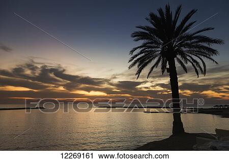 Stock Image - Silhouette of a palm tree at the water's edge at sunset; Paphos, Cyprus. Fotosearch
