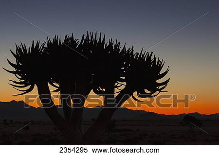 Silhouette Of A Quiver Tree (Aloe Dichotoma) At Sunset; Namibia View Large Photo Image Stock Photography - Silhouette Of A Quiver Tree (Aloe Dichotoma) At Sunset; Namibia. Fotosearch