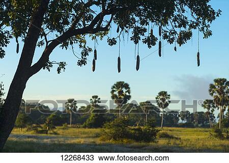 Silhouette of a sausage tree early in the morning, Liwonde National Park; Malawi View Large Photo Image Stock Image - Silhouette of a sausage tree early in the morning, Liwonde National Park; Malawi. Fotosearch