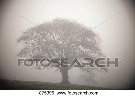 Silhouette Of A Tree In The Fog View Large Photo Image Stock Photograph - Silhouette Of A Tree In The Fog. Fotosearch