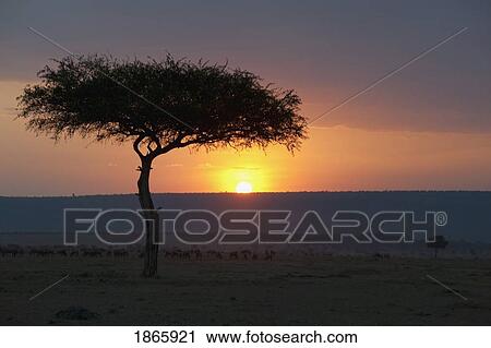 Stock Image - Silhouette Of Acacia Tree At Sunset; Maasai Mara, Kenya, Africa. Fotosearch
