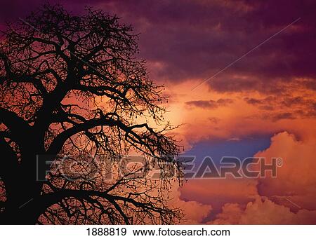 Stock Photo - Silhouette Of Baobab Tree At Dusk. Fotosearch