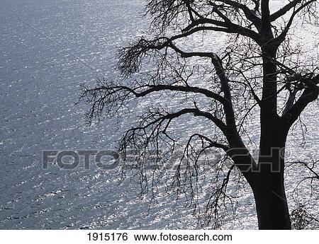 Silhouette Of Baobab Tree View Large Photo Image Stock Photograph - Silhouette Of Baobab Tree. Fotosearch