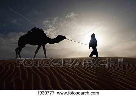 Silhouette Of Berber Leading Camel Across Sand Dunes At Dusk In The Erg Chebbi, Sahara Desert; Merzouga, Morocco. View Large Photo Image Stock Photo - Silhouette Of Berber Leading Camel Across Sand Dunes At Dusk In The Erg Chebbi, Sahara Desert; Merzouga, Morocco.. Fotosearch