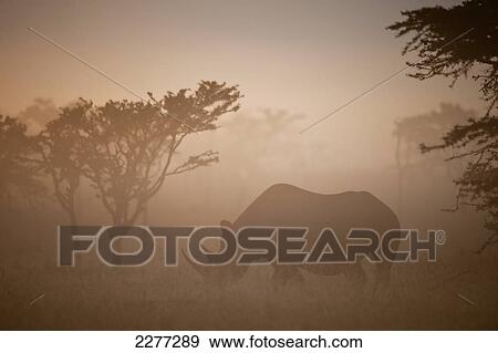 Stock Photo - Silhouette of black rhino in dawn mists, Ol Pejeta Conservancy; Kenya. Fotosearch