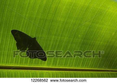 Silhouette of butterfly on banana leaf; Zomba, Malawi View Large Photo Image Stock Image - Silhouette of butterfly on banana leaf; Zomba, Malawi. Fotosearch