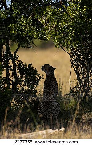 Silhouette of cheetah in bush, Ol Pejeta Conservancy; Kenya View Large Photo Image Stock Photography - Silhouette of cheetah in bush, Ol Pejeta Conservancy; Kenya. Fotosearch