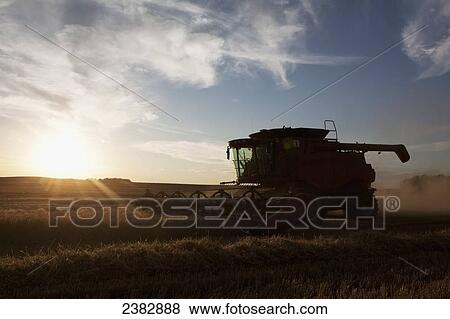 Silhouette of combine working in field with dramatic sky at sunset; Nanton, Alberta, Canada View Large Photo Image Stock Photo - Silhouette of combine working in field with dramatic sky at sunset; Nanton, Alberta, Canada. Fotosearch