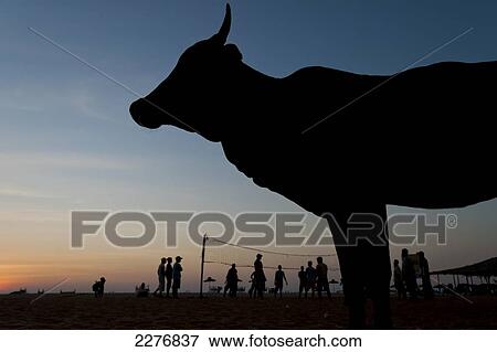 Silhouette of cow in front of a group of people playing volleyball on the beach at dusk; Goa, India View Large Photo Image Stock Photo - Silhouette of cow in front of a group of people playing volleyball on the beach at dusk; Goa, India. Fotosearch